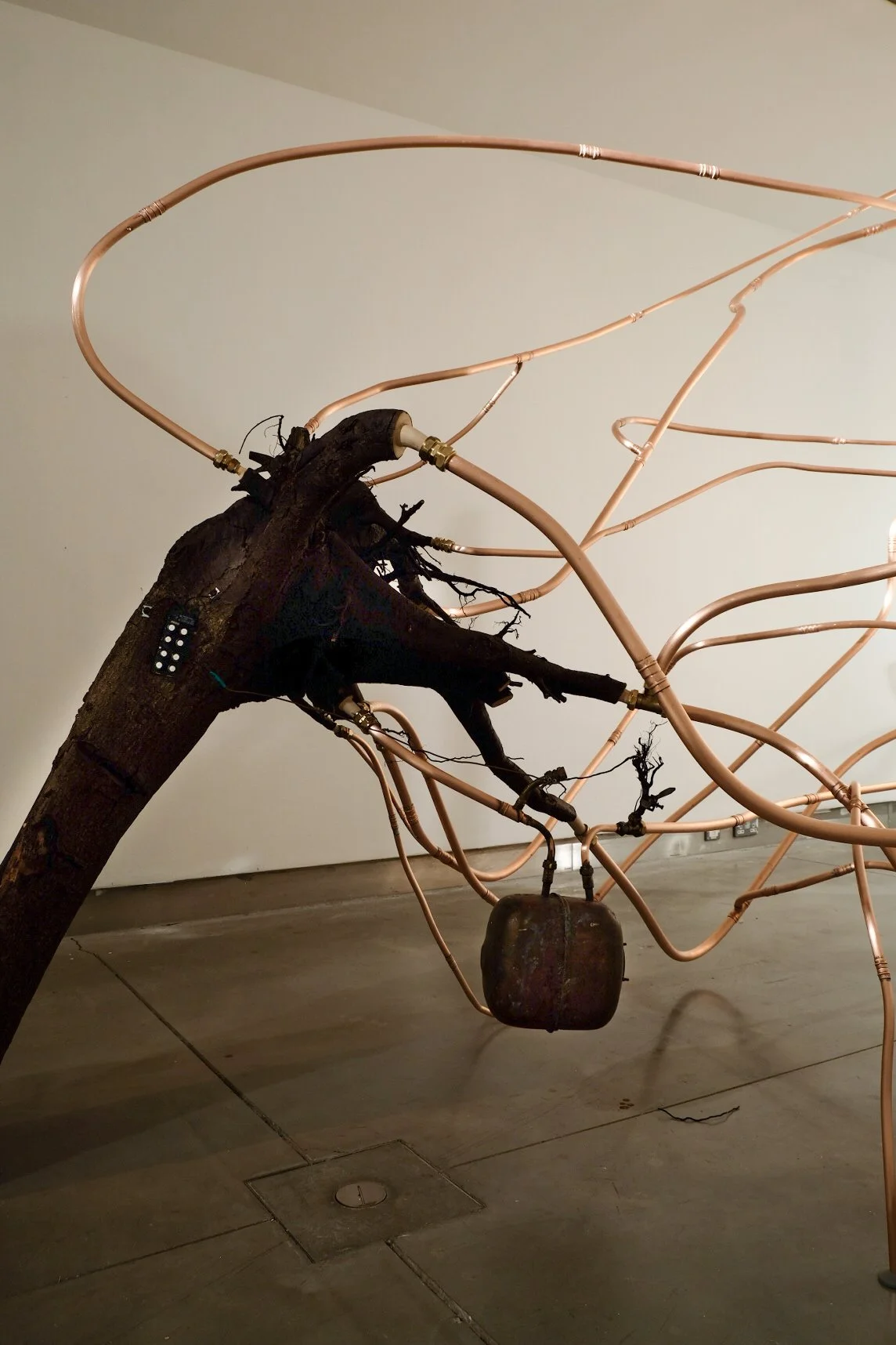 Containment - Chthonic ll detail,  2020, wood, bathroom furniture, electrical components, plumbing pipes and connectors, filler, phone video, plant parts, crustacean, dimensions variable