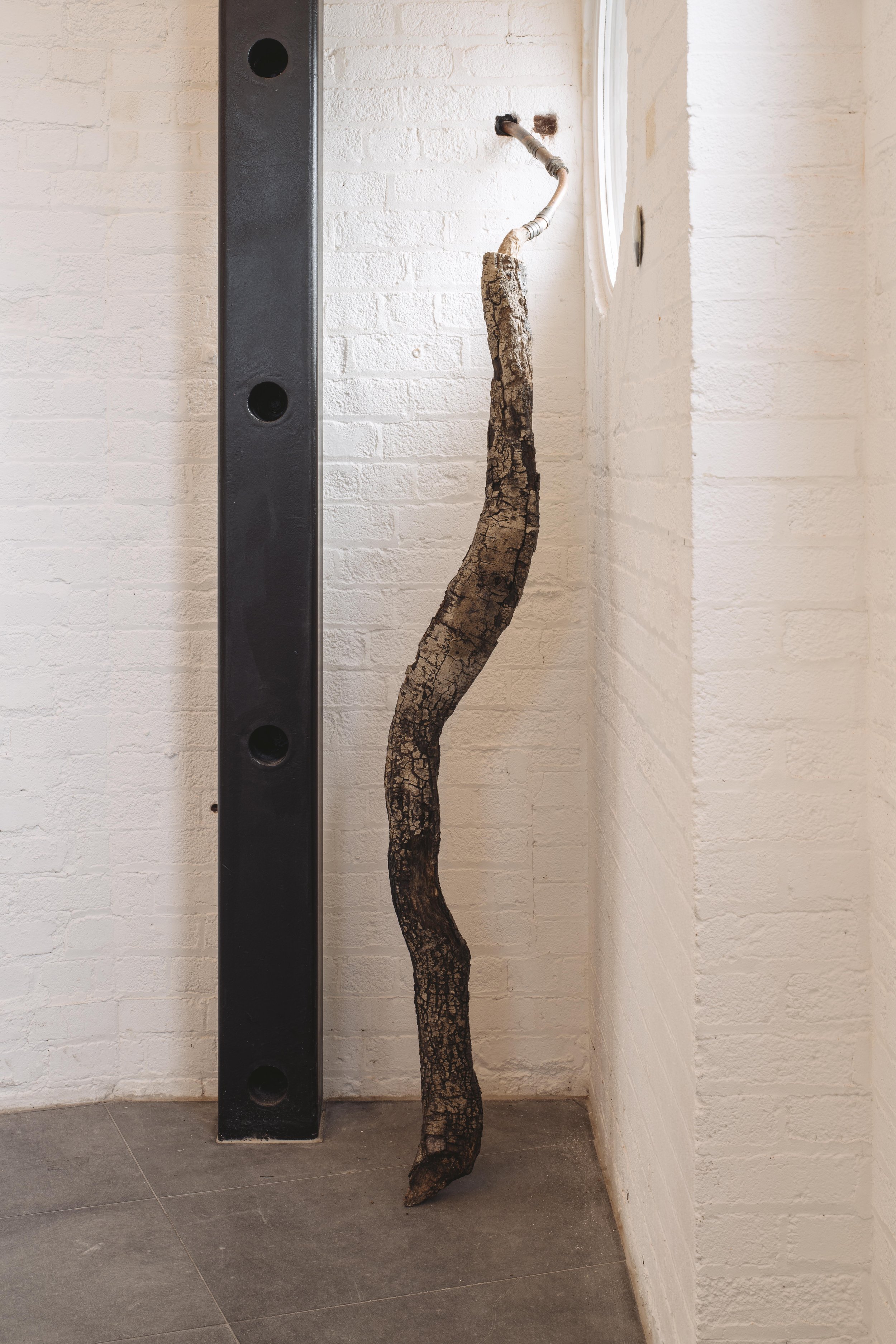 Subductor 2026, scavenged pond log, plumbing, existing wall inlet, 210 x 30 x 65, Substrata exhibition, Substation Dublin Port