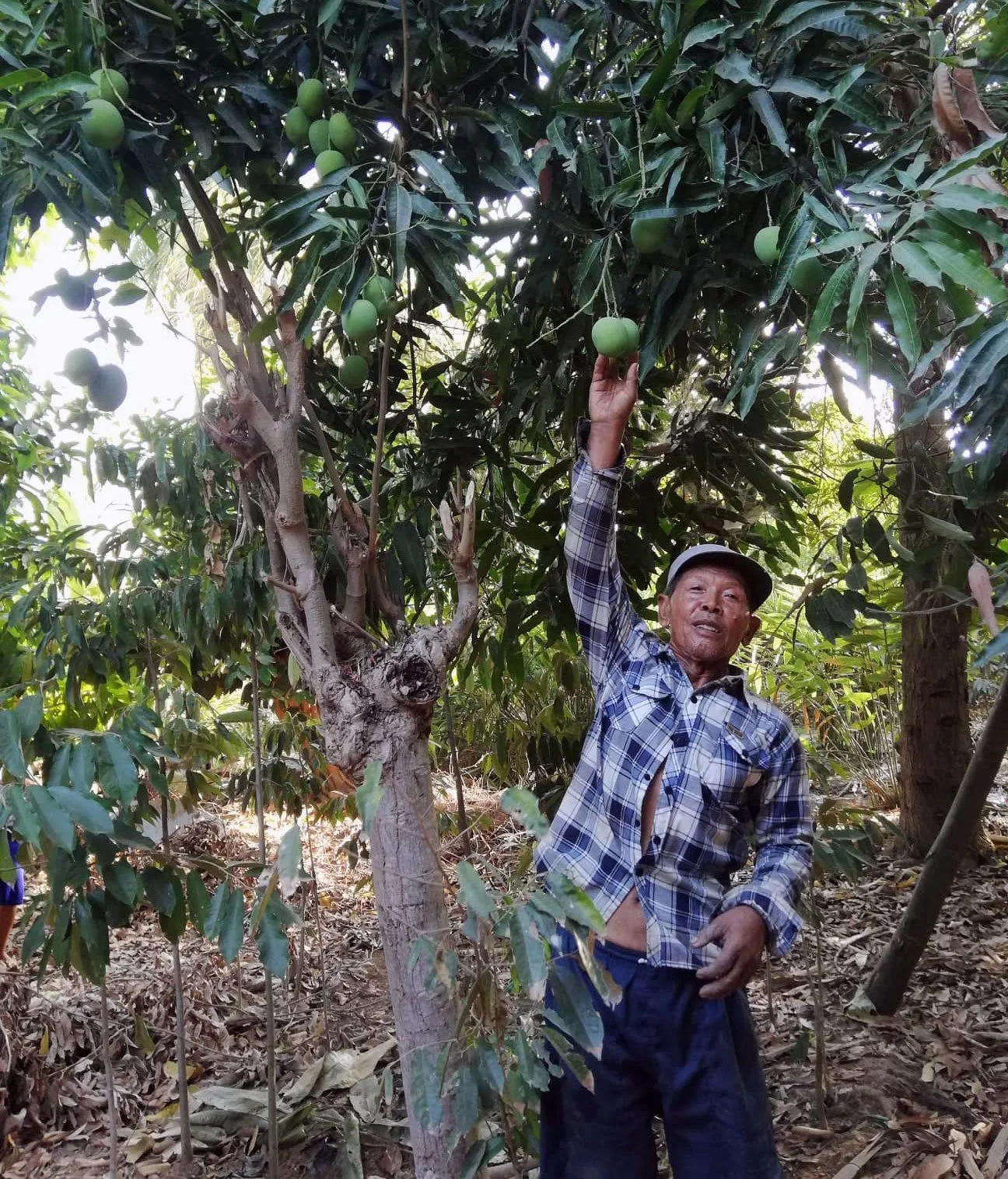 20231124-fruitontree-5.jpg