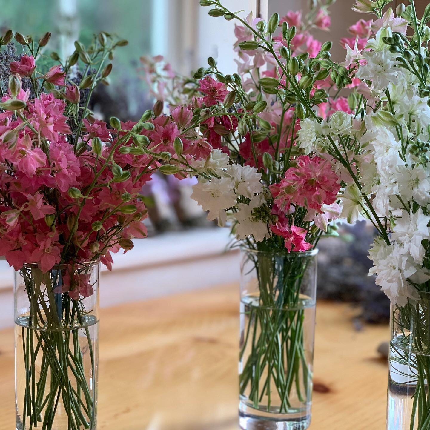 Saturday night Larkspur party over here #nofilter#flowersofinstagram #larkspur