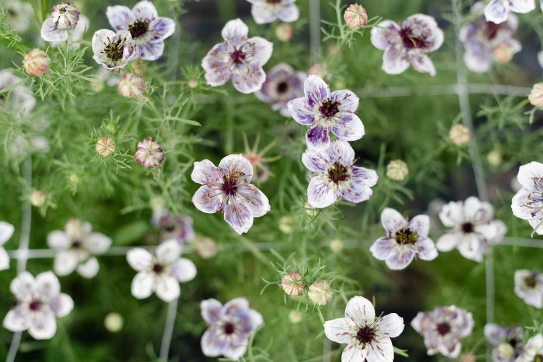 C6872208-8BB6-44FD-A162-9A6CD0D327AE.jpeg