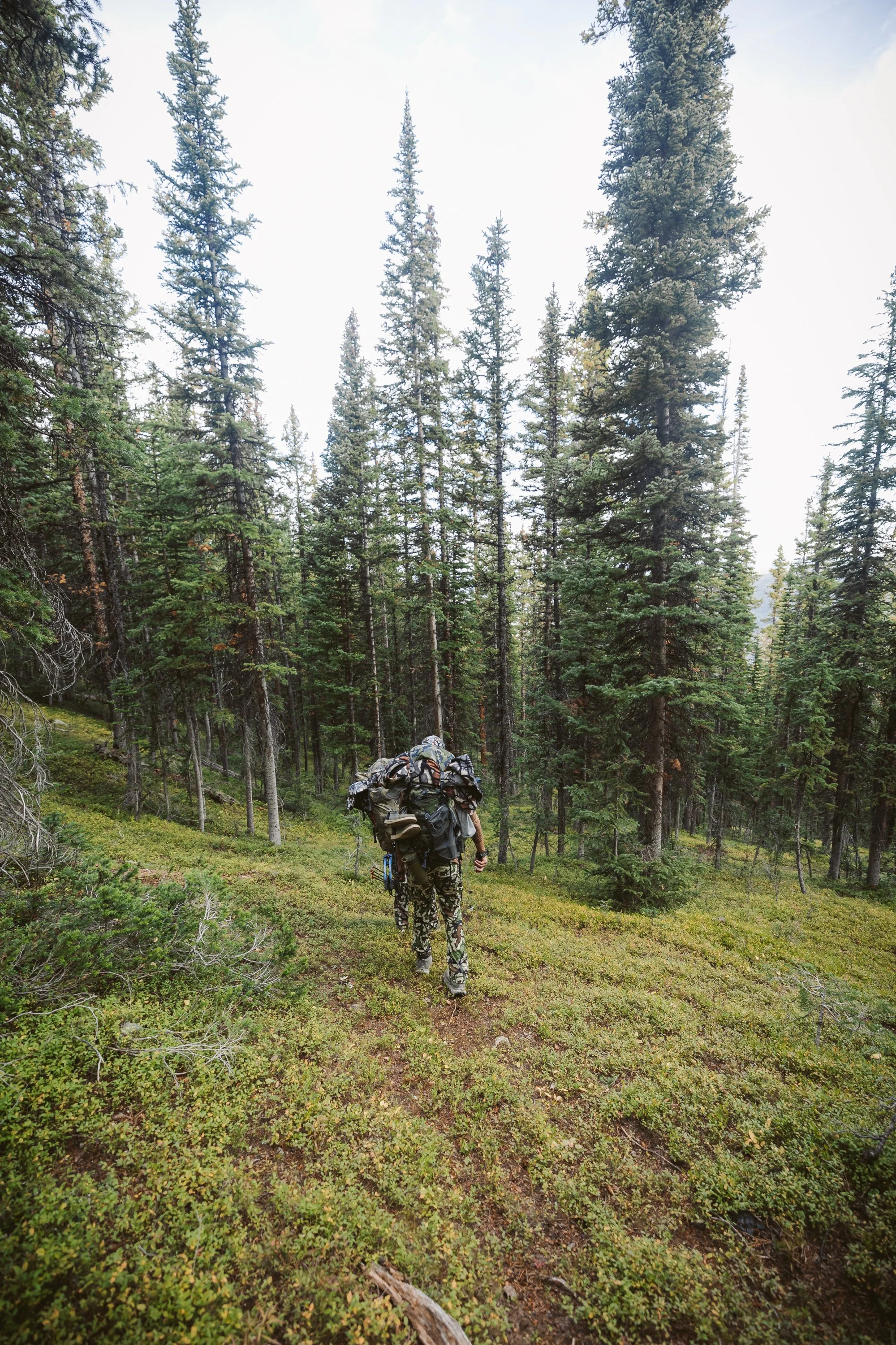 A person in camouflage gear hiking through a dense forest with tall conifer trees.