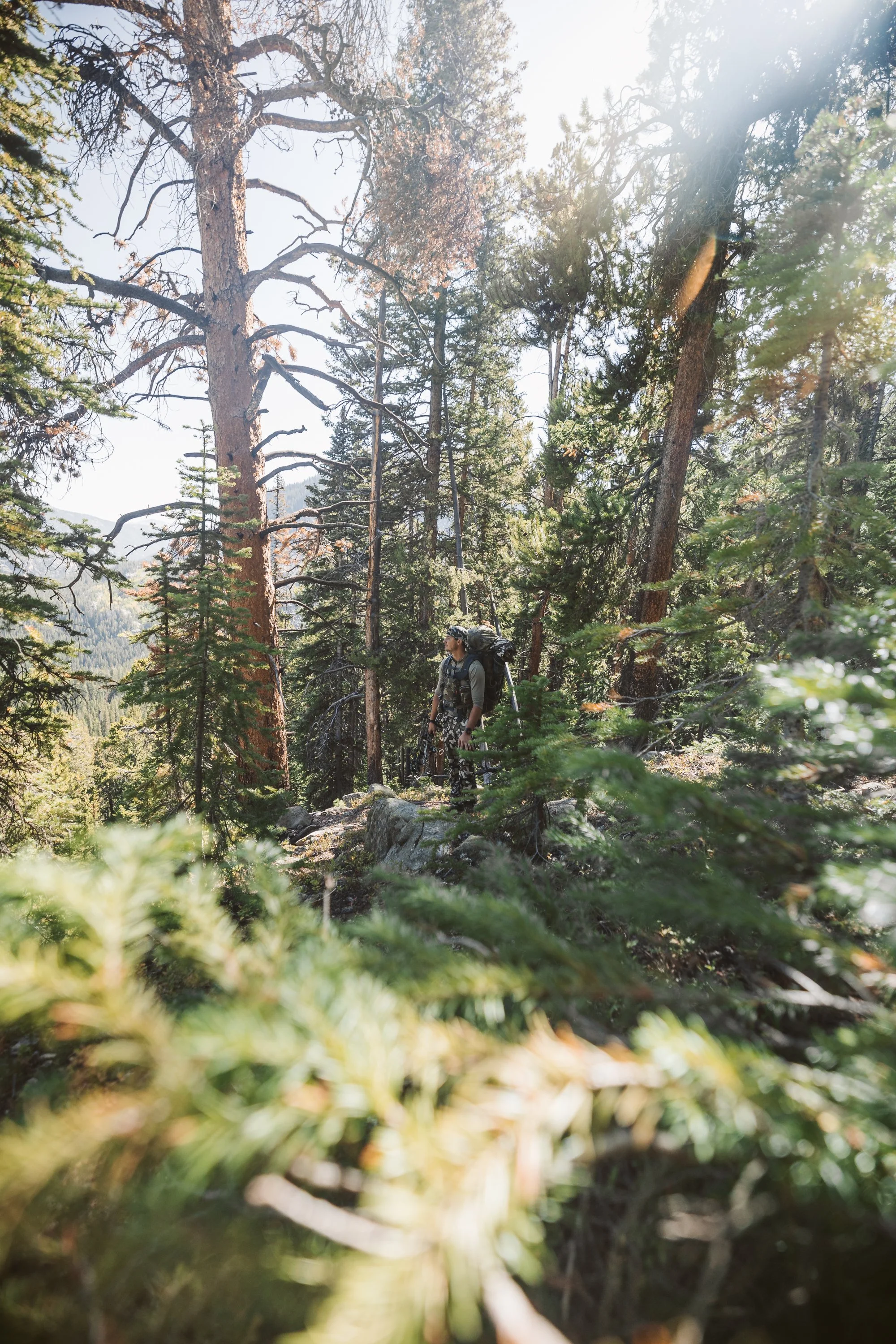Person hiking in a dense forest with tall trees and sunlight filtering through the branches, carrying a backpack and wearing camouflage clothing.
