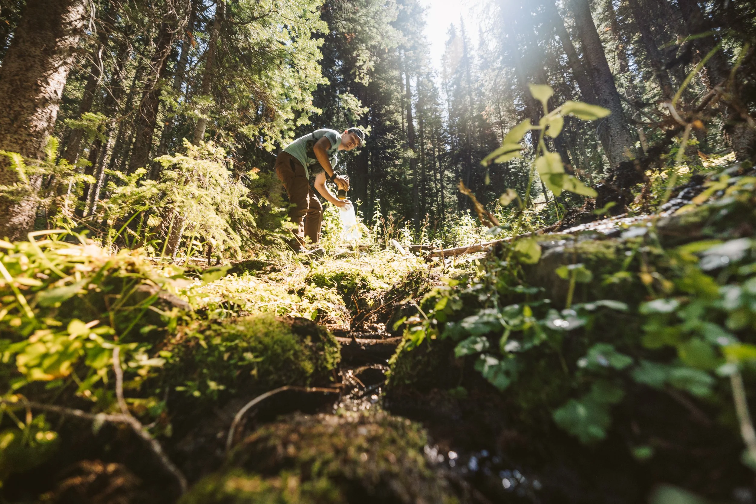 A person collecting water from a forest stream in a lush green forest with sunlight filtering through the trees.