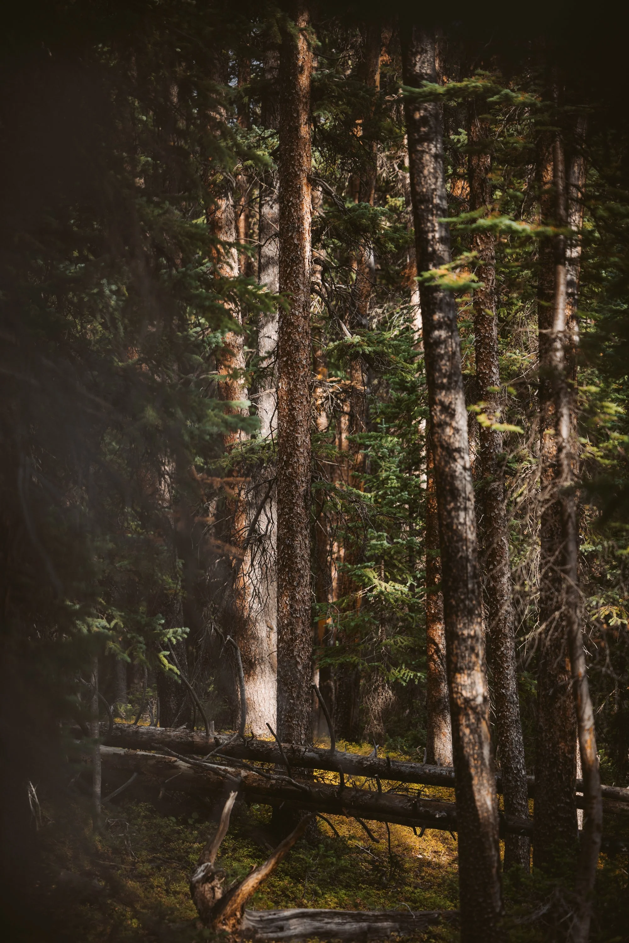 Dense forest with tall pine trees and fallen branches