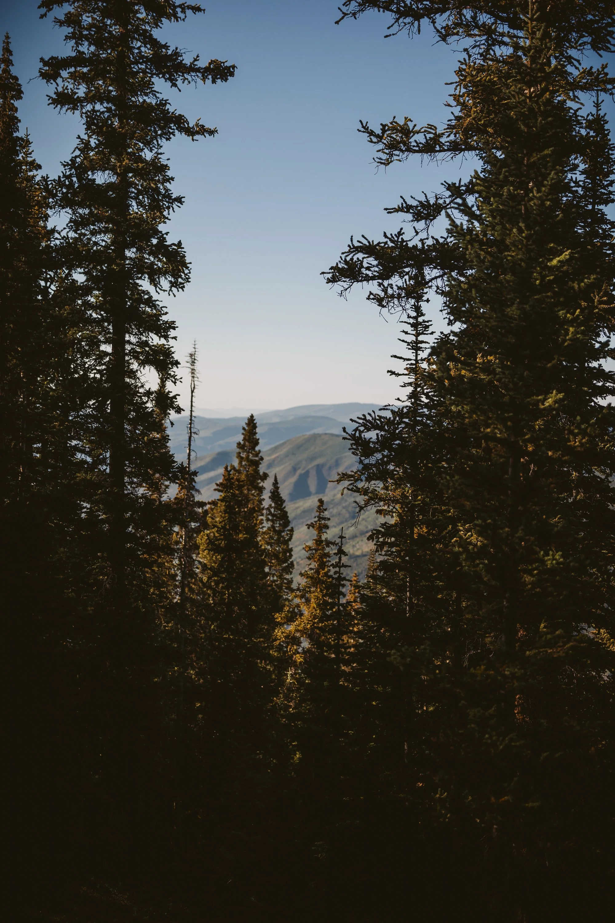 Mountain landscape with evergreen trees framing distant rolling hills under a clear sky.
