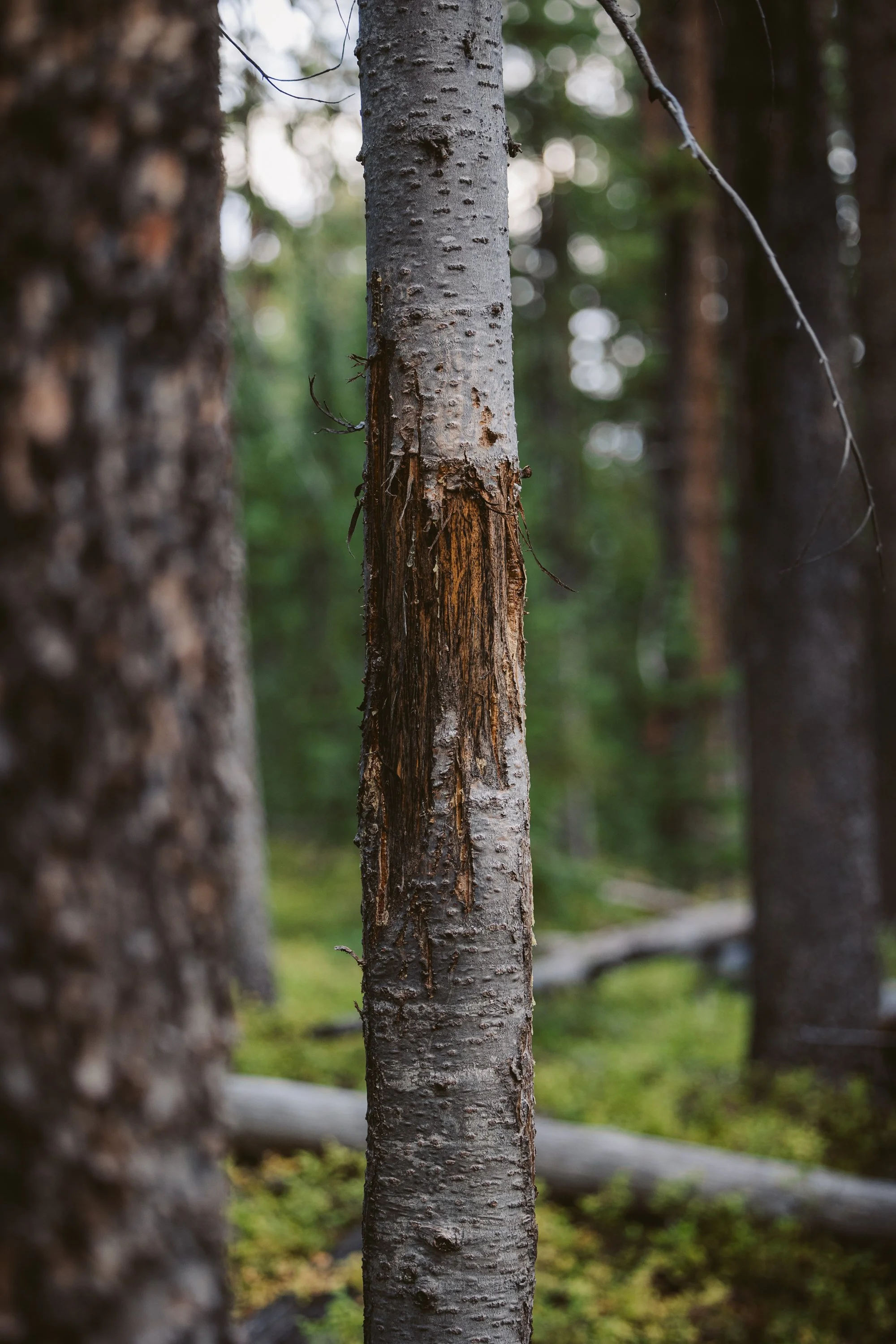 Tree with bark damage in forest