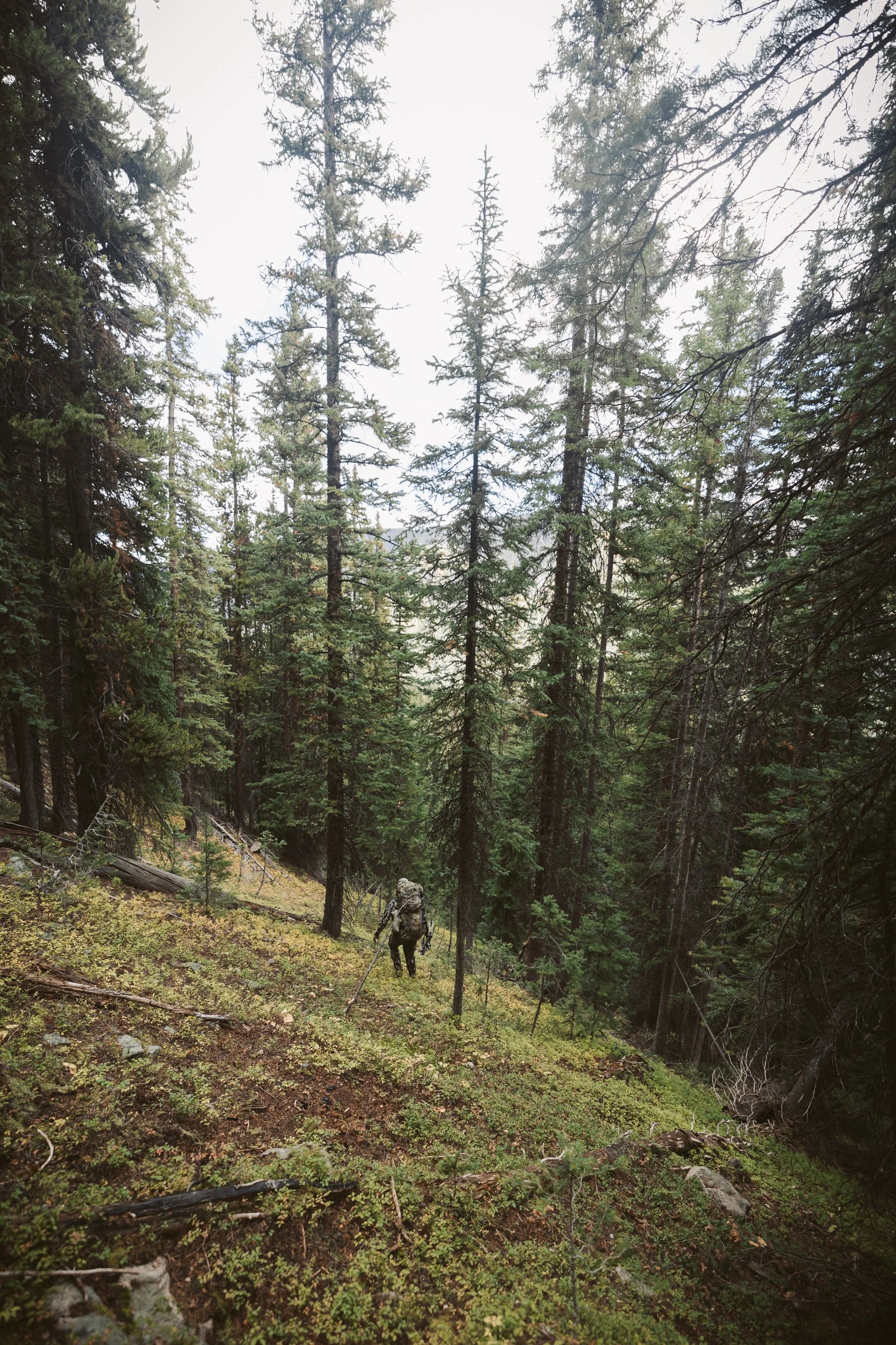 Person hiking in a dense forest with tall pine trees and a grassy ground.