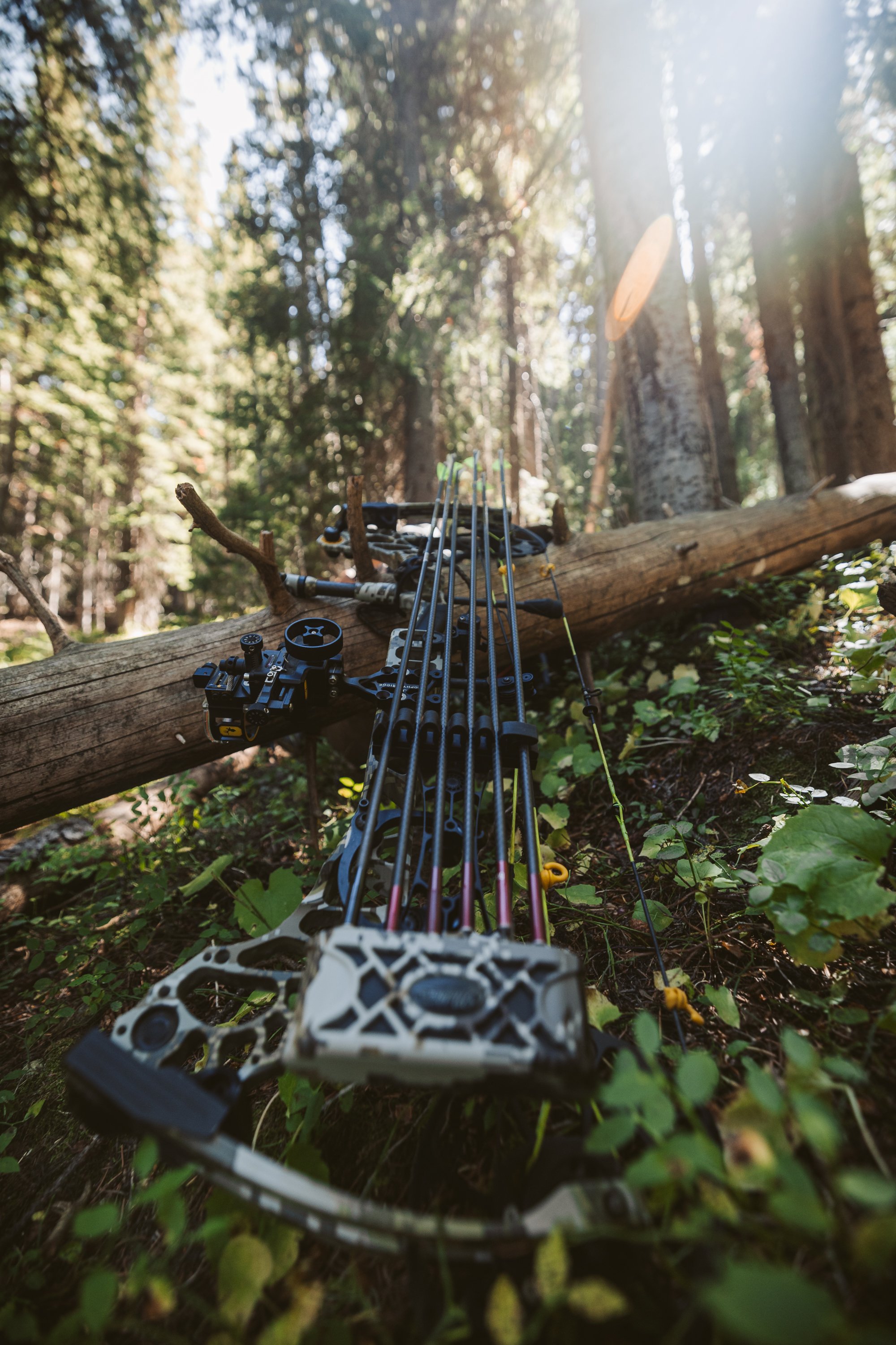 Compound bow with arrows resting on a fallen log in a forest setting.