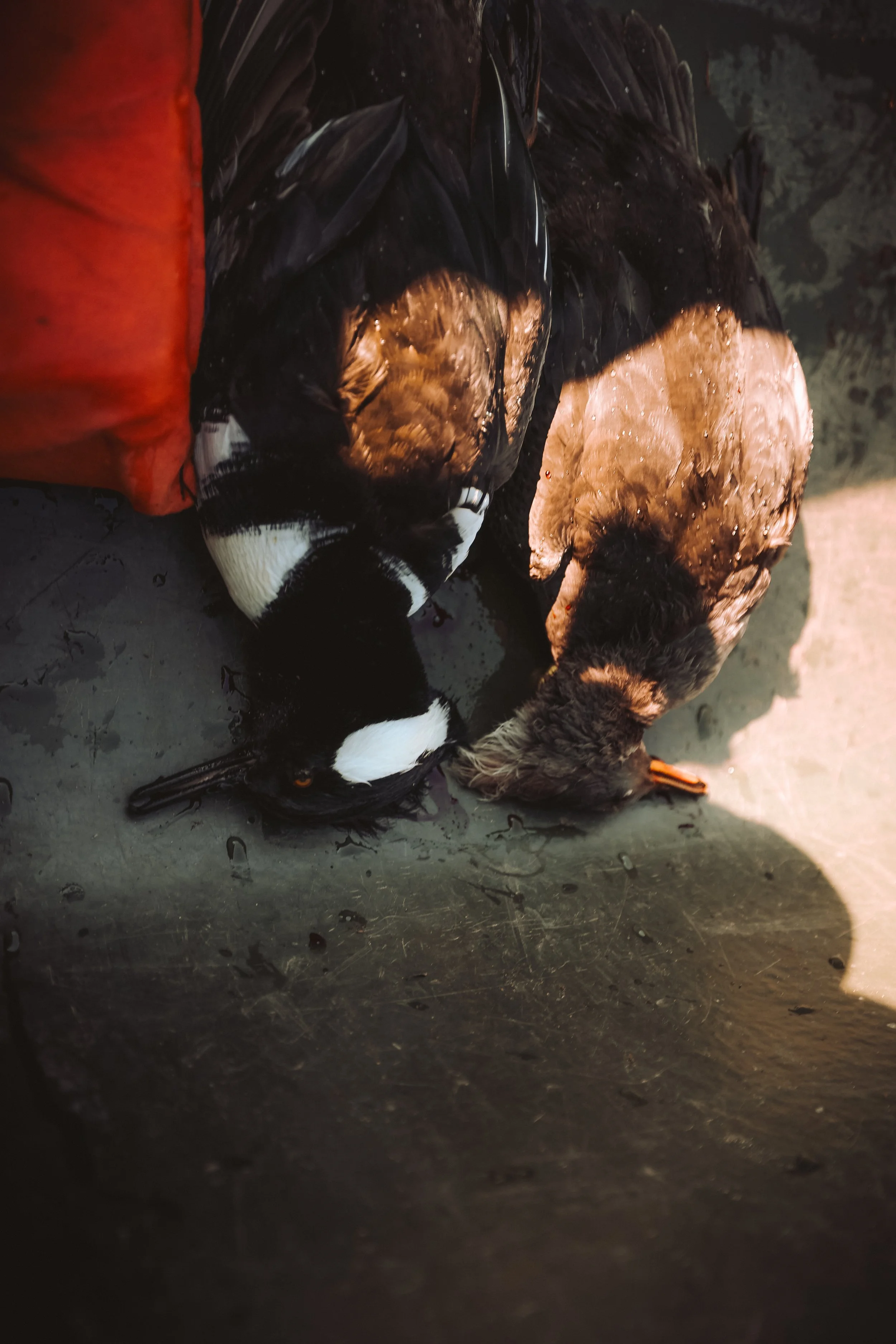 Two dead ducks with glossy feathers, one with black and white markings, lying on a metal surface with a red object nearby.