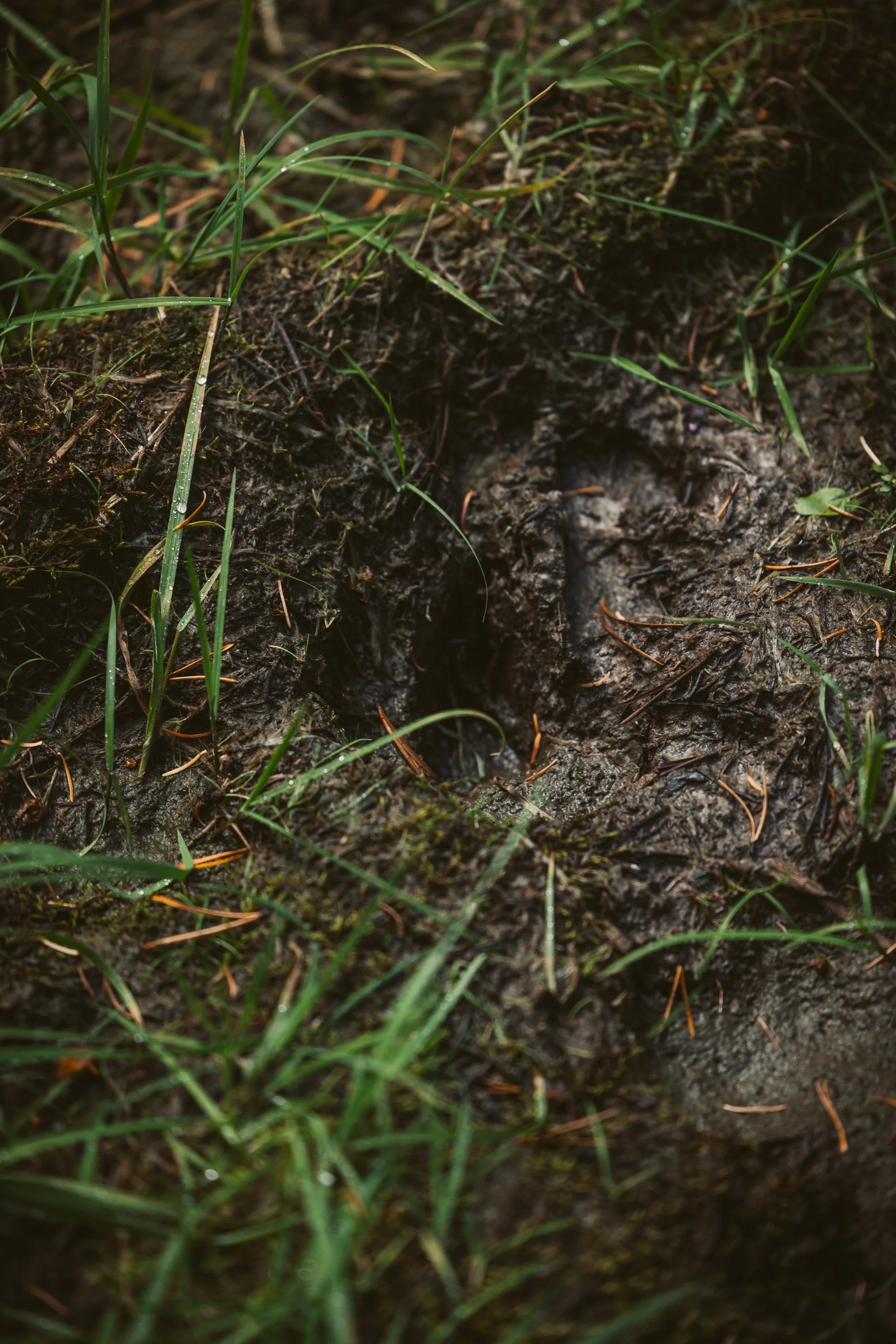 Close-up of muddy ground with green grass and pine needles