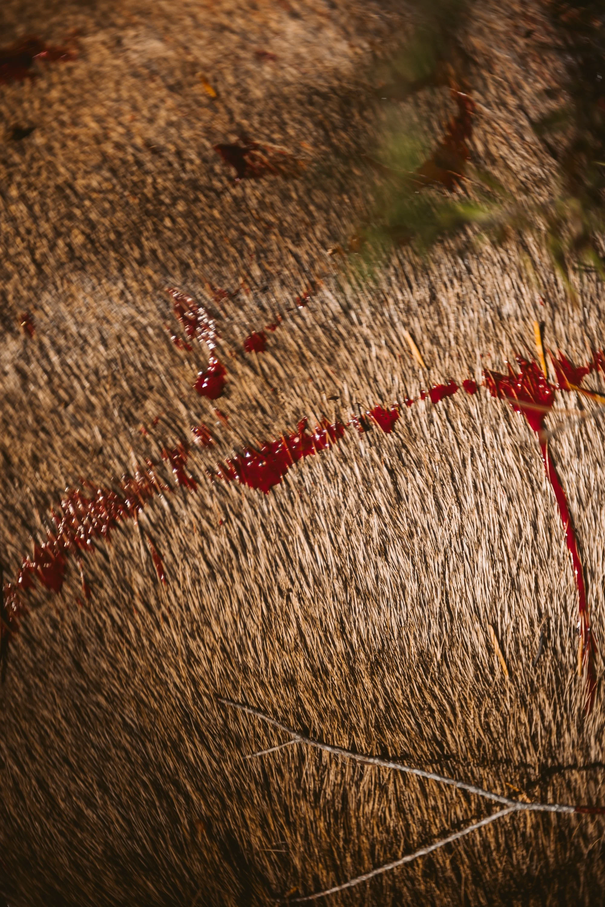 Close-up of animal fur with red markings, resembling blood.