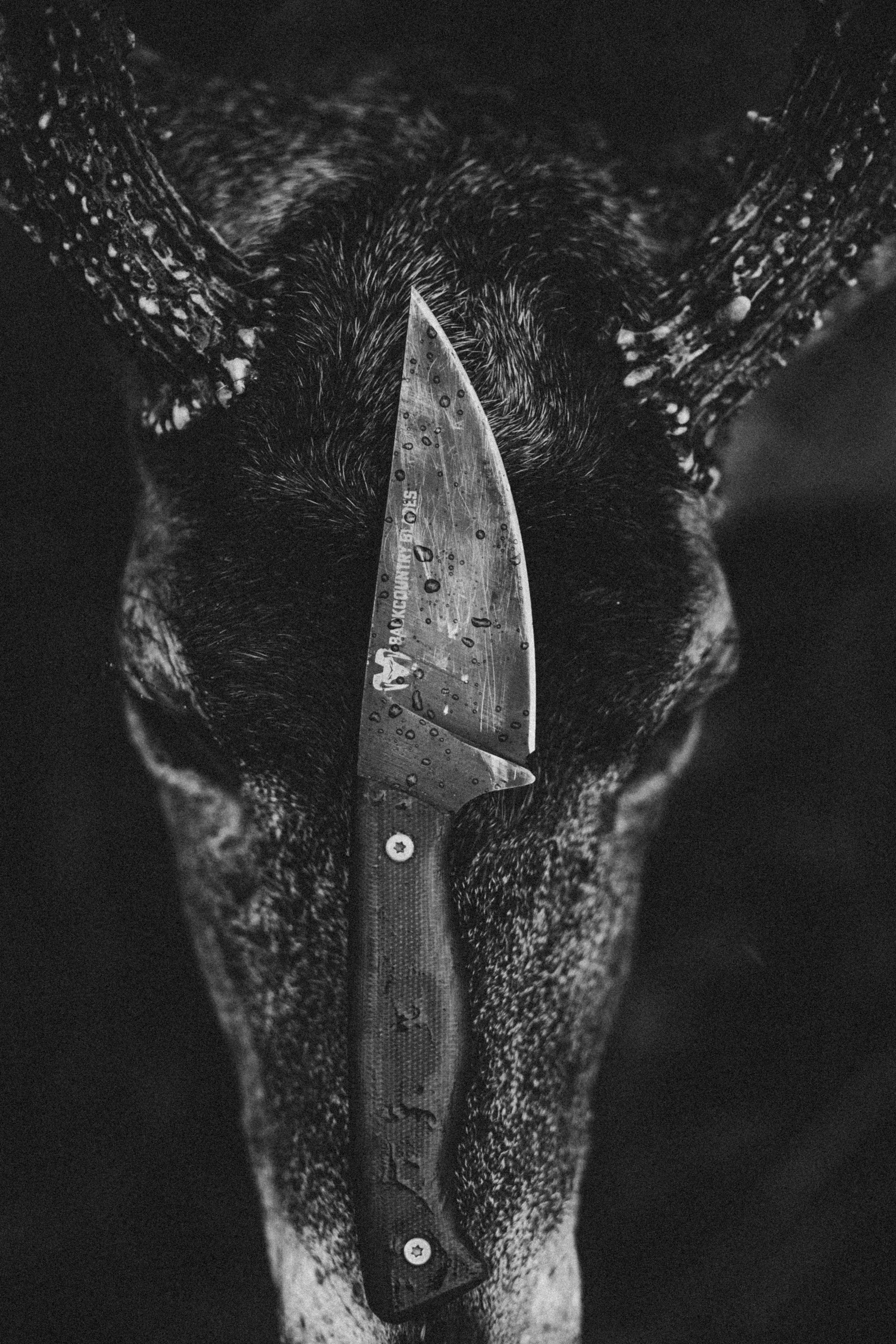 Black and white image of a knife placed on a deer's head with antlers.