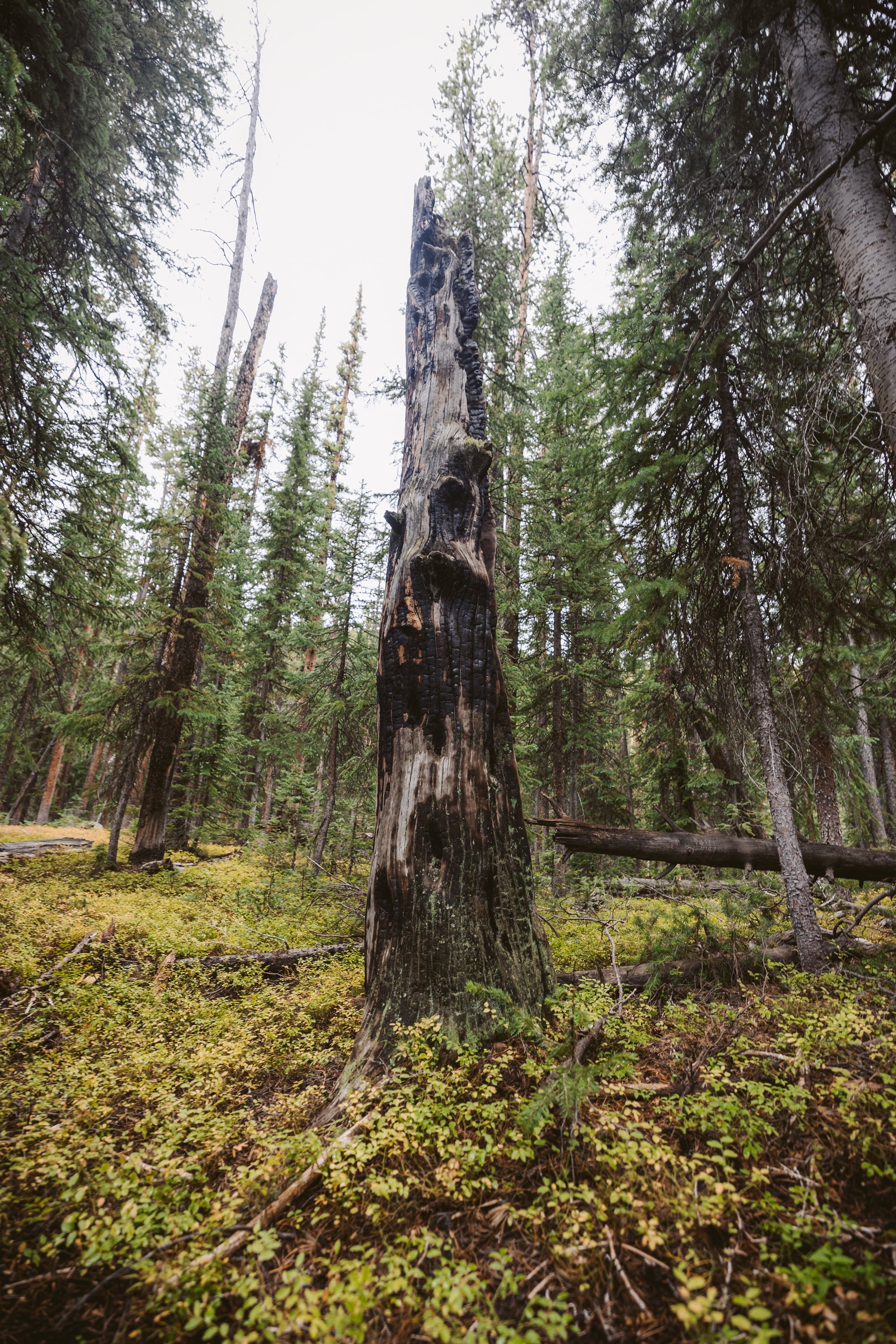 Tall dead tree trunk with charred markings in a forest surrounded by green foliage and other trees.