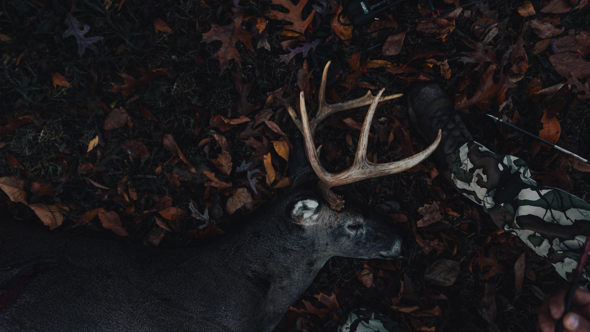 A deer with antlers lying on the ground among fallen leaves next to a person wearing camouflage. A foot in a boot and an arrow are visible beside the deer.