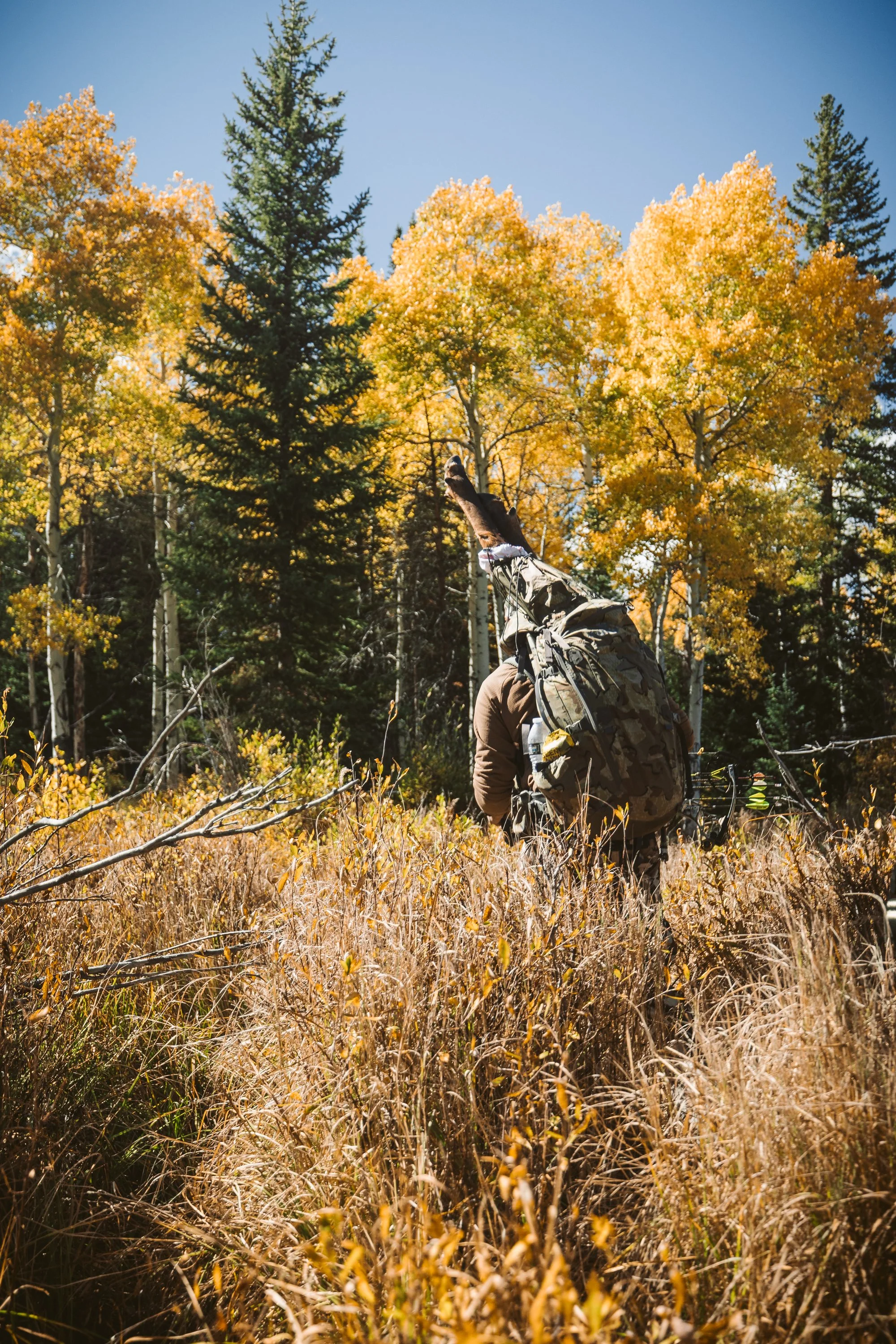 Hunter in camouflage carrying a large backpack with antlers, walking through autumn forest, surrounded by tall grasses and trees with golden leaves.