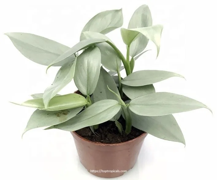 Silver Sword (Philodendron hastatum)