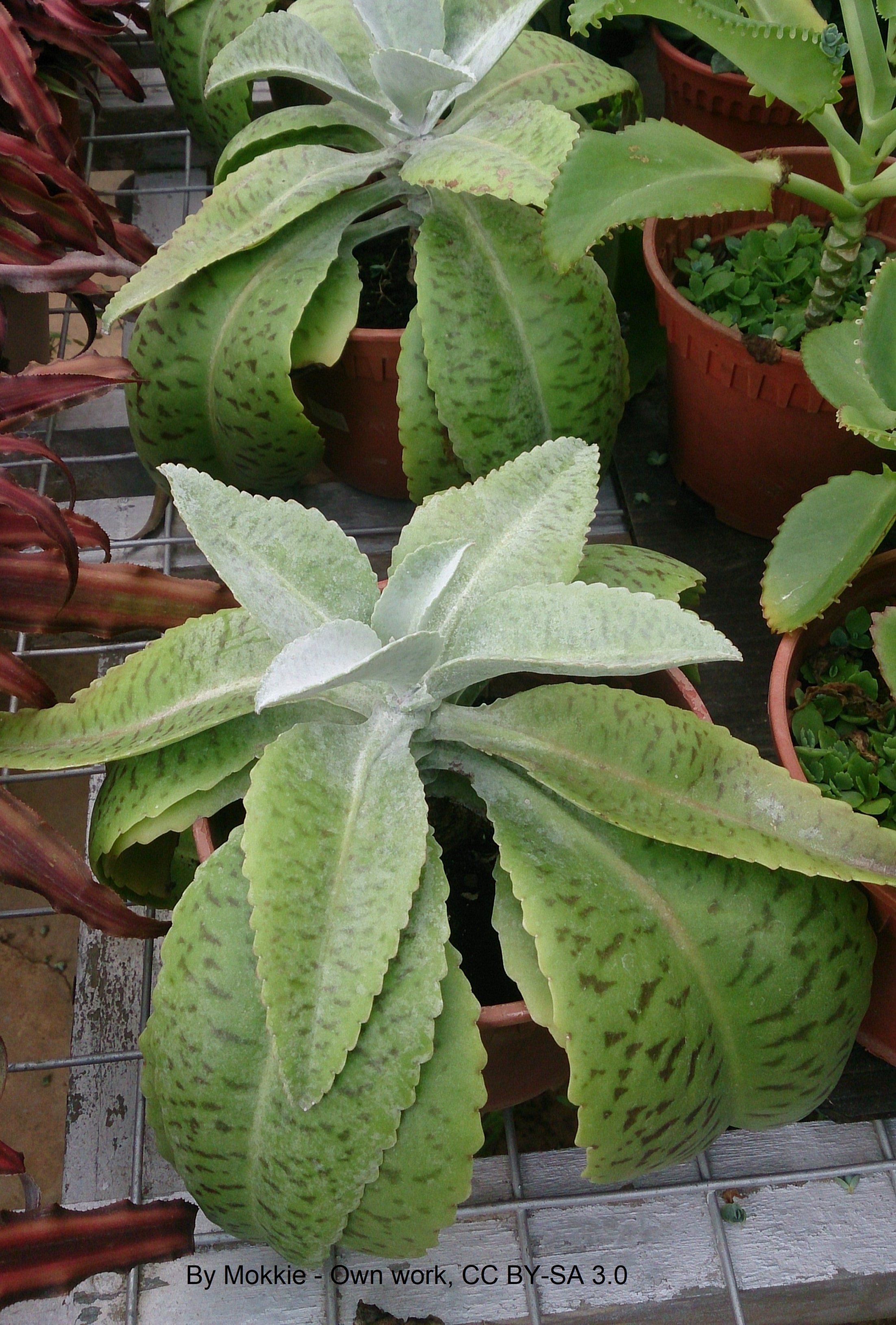 Donkey_Ears_%28Bryophyllum_gastonis-bonnieri%29_3+%282%29.jpg