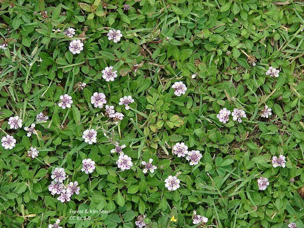 Phyla_nodiflora Forest and Kim Starr.jpg