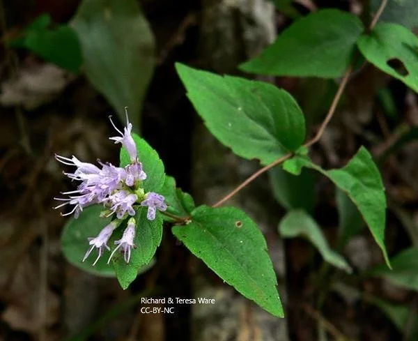 cunila origanoides Richard & Teresa Ware CC-BY-NC.jpg
