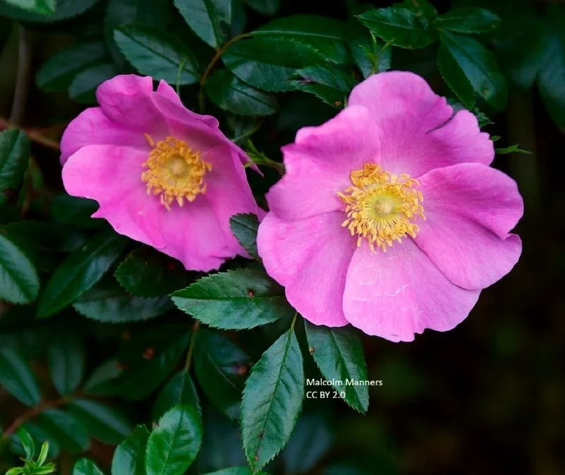 Rosa_carolina_flower_dP4VVODZelRz.jpg