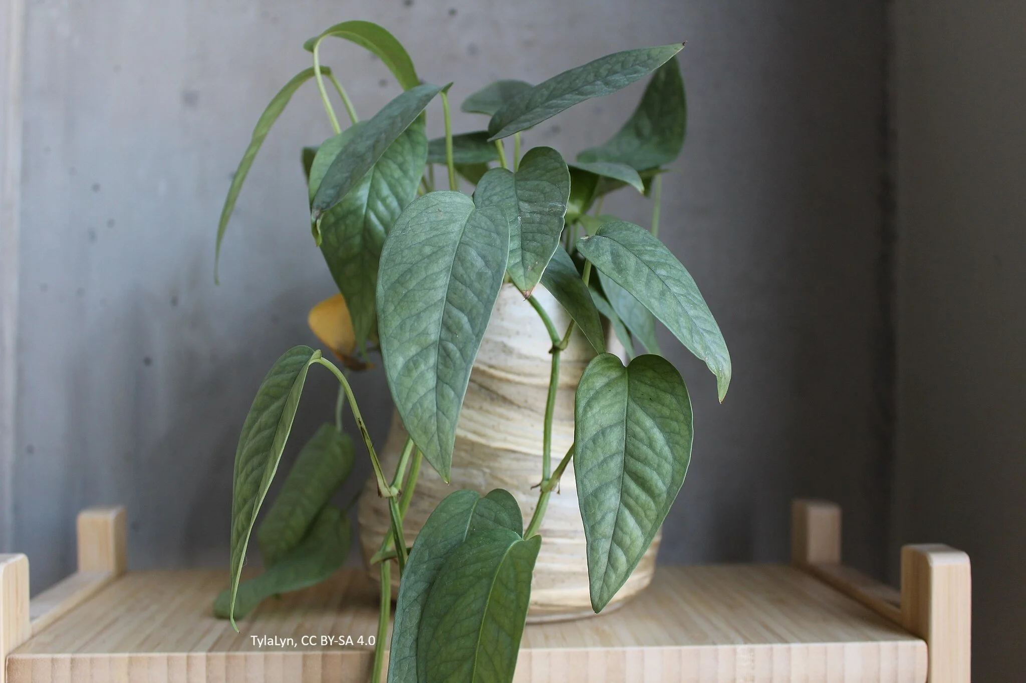 Pothos 'Cebu Blue' (Epipremnun pinnatum)