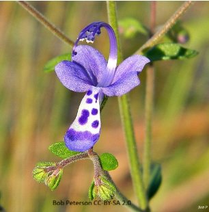 Trichostema dichotomum.jpg