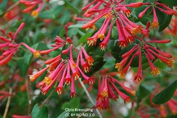 Lonicera-semperviruns--Major Wheeler-Chris-Kreussling--CC_BY-NC-ND-2.jpg