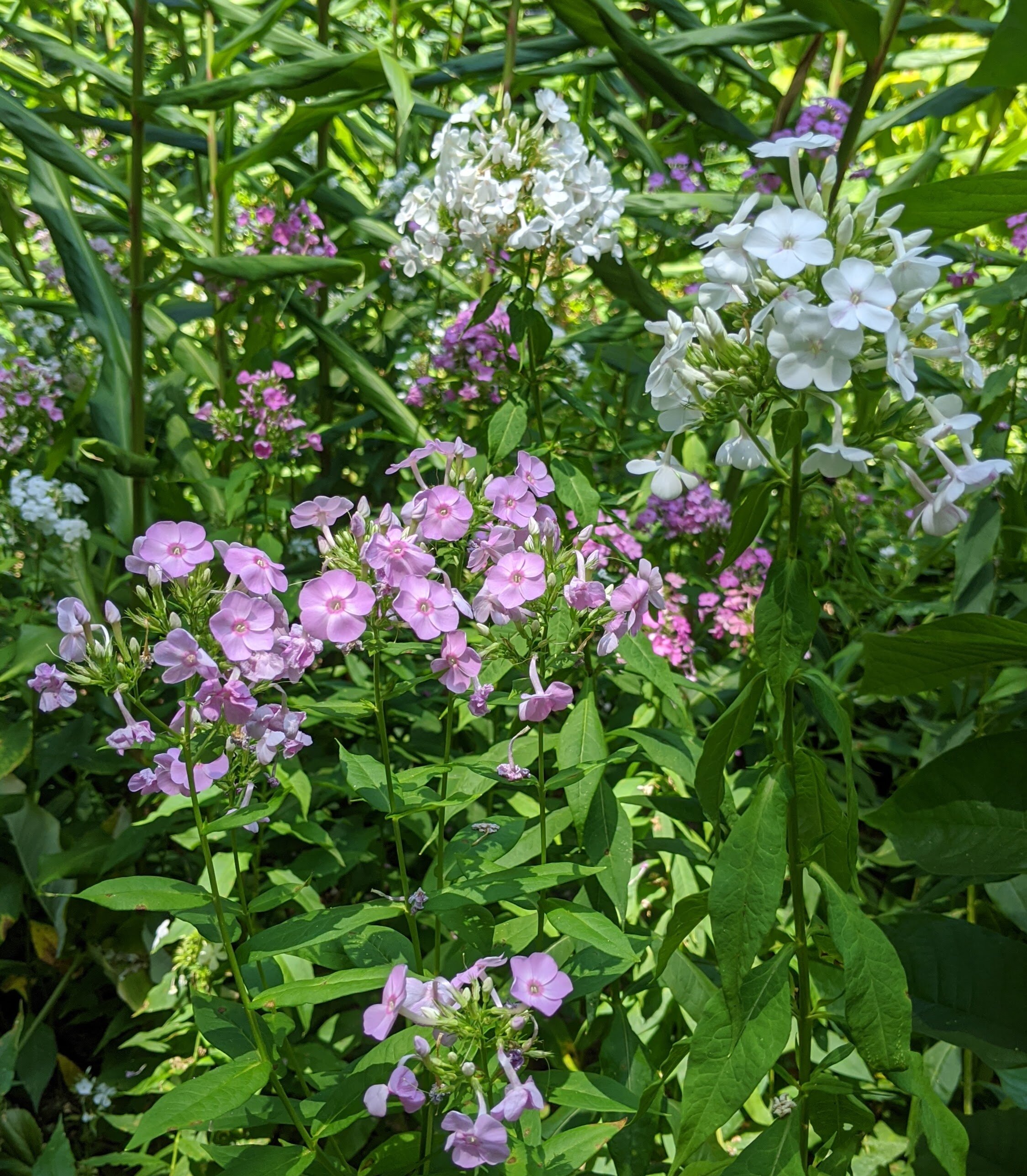 Phlox paniculata pink.jpg