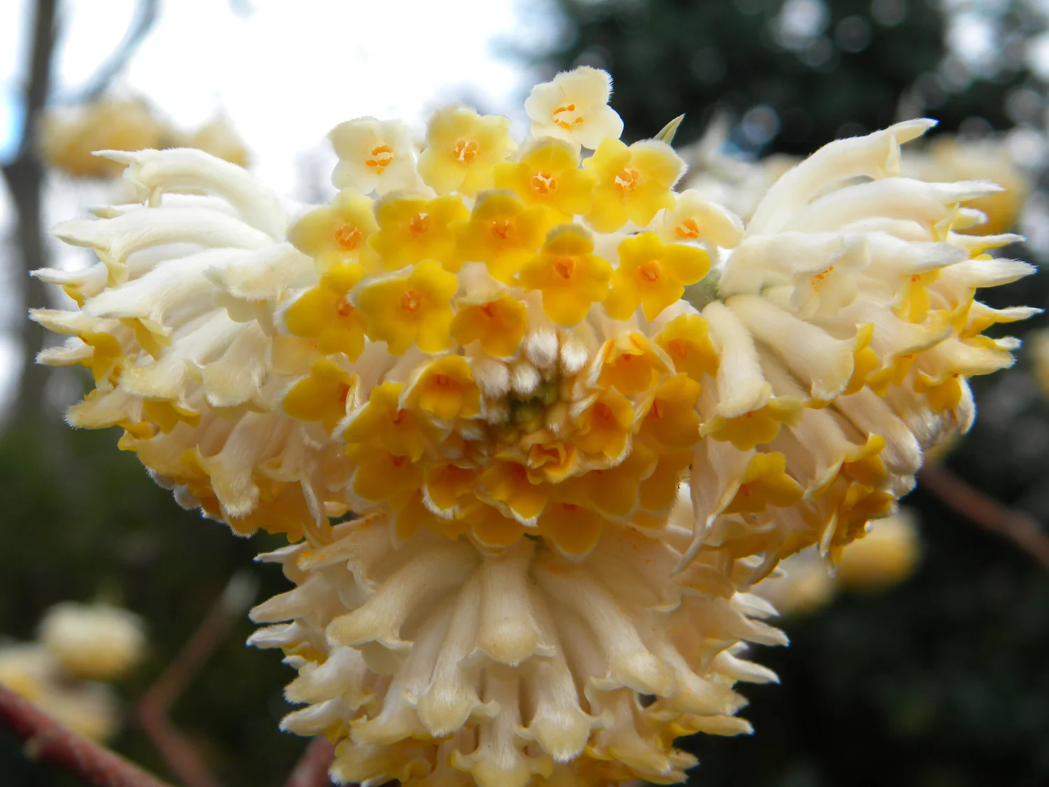 plant medinilla Medinilla 'Gregori Hambali' For Sale – Logee's Plants