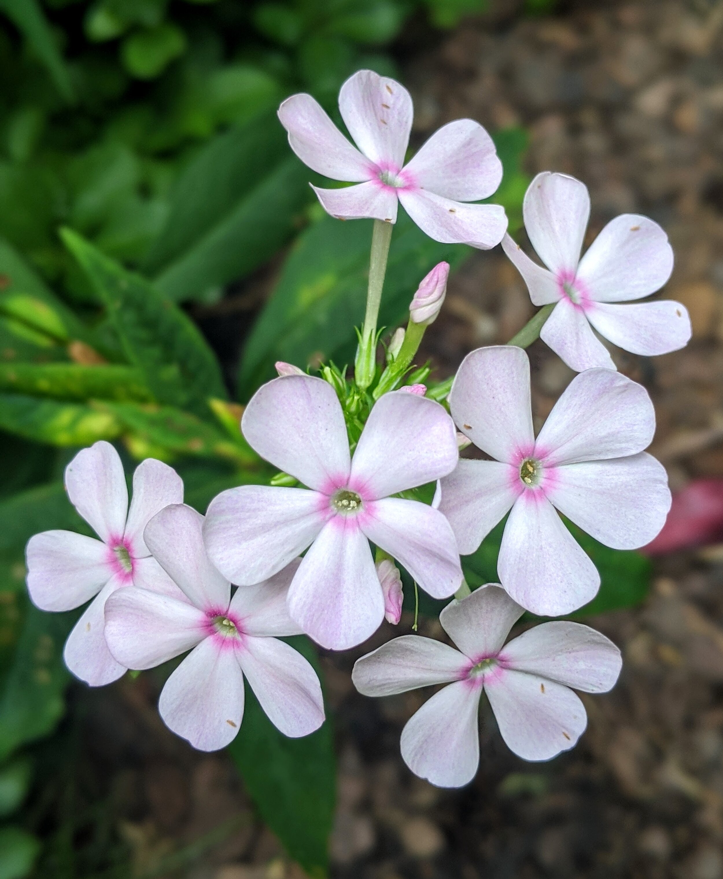 Phlox paniculata white and pink.jpg