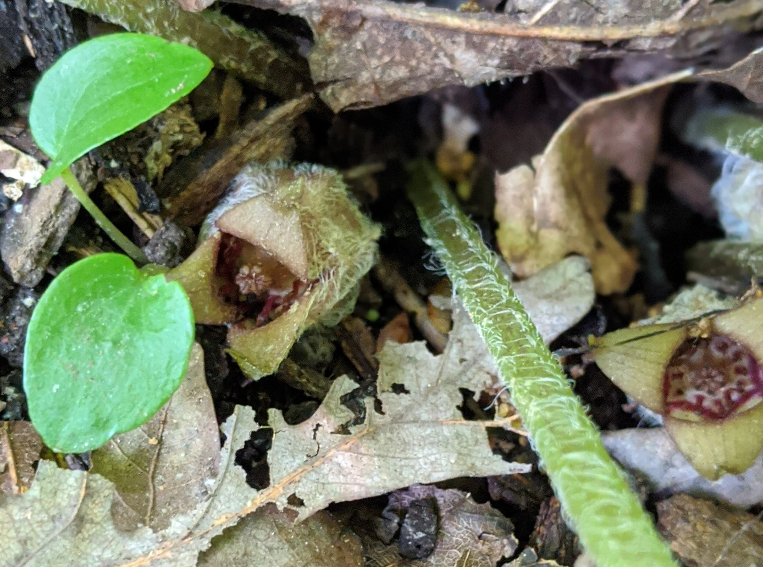 Asarum canadense (Wild ginger) — Master Gardener Plant Sale and Plant ...