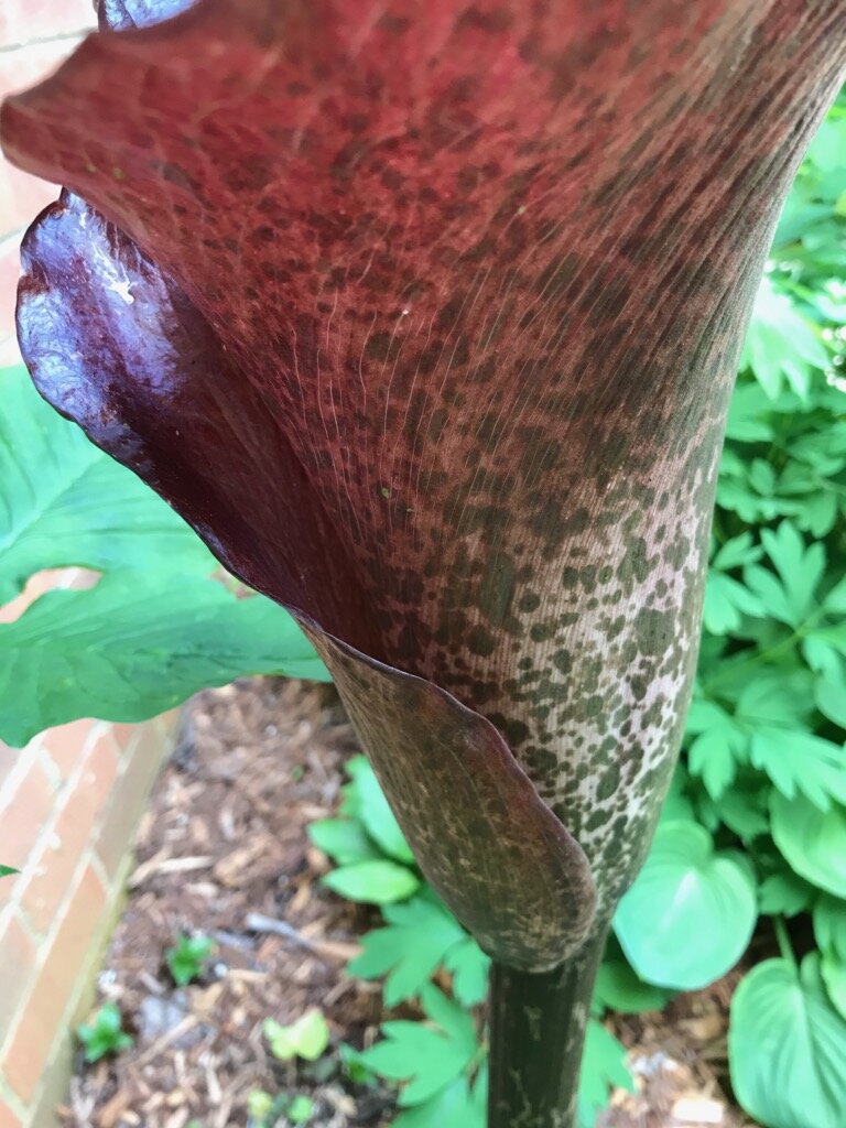 Amorphophallus konjac (Voodoo Lily) — Treasures Plant Sale