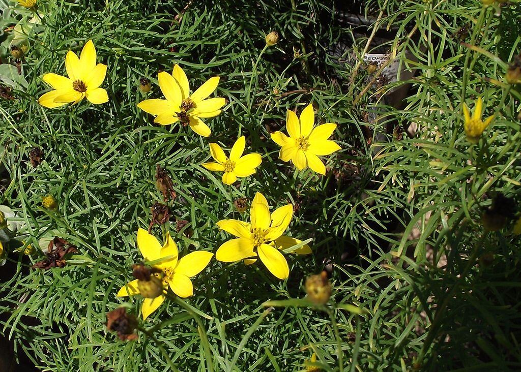 Threadleaf Coreapsis Coreopsis verticillata (Threadleaf coreopsis) — Master Gardener Plant ...