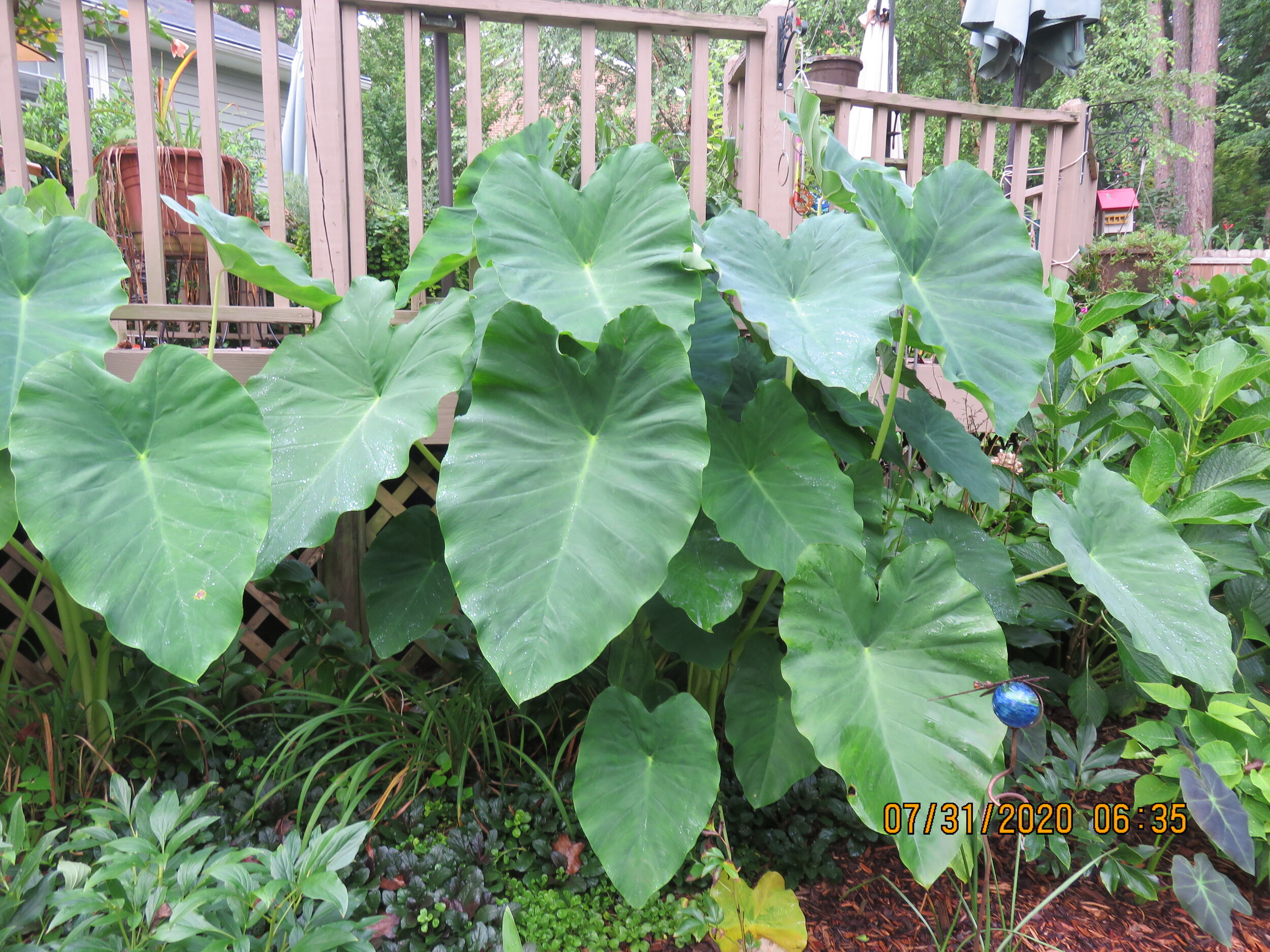 Colocasia esculenta (Elephant ear, Taro) — Backyard Treasures Plant Sale