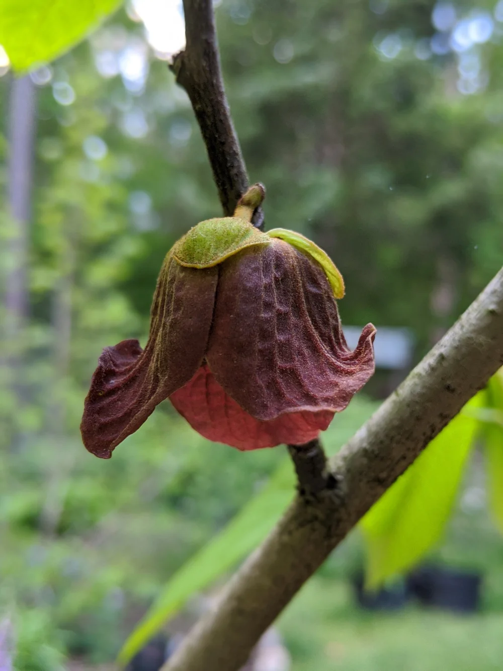 Fresh Pawpaw Tree Seeds (Asimina Triloba) - 2025 Harvest, 6 To 1200 Seeds Available