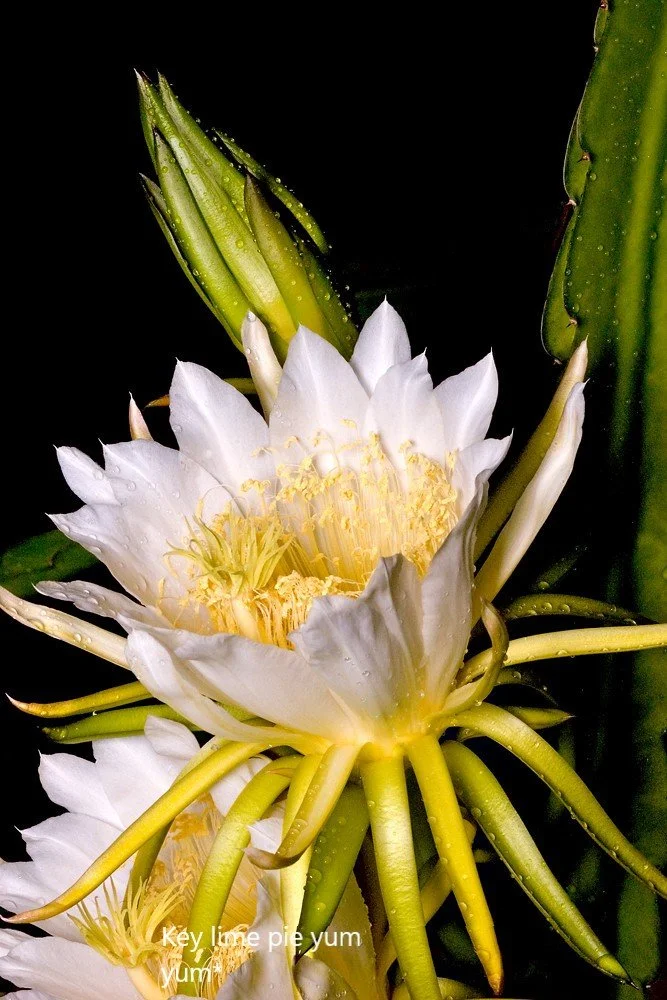 Night Blooming Cereus For Sale