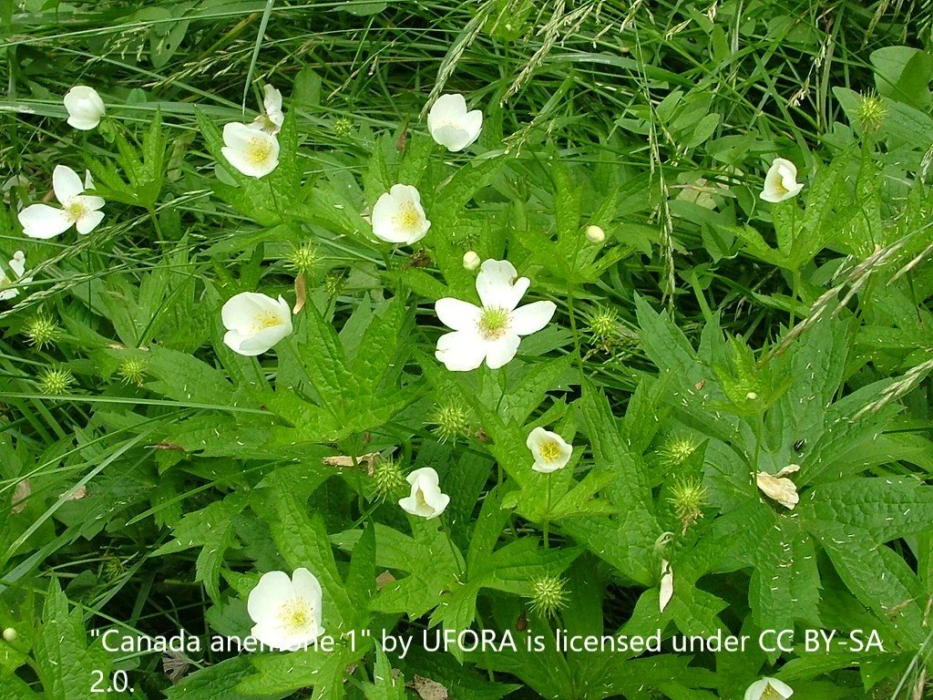 Anemone canadensis (Canada Anemone)
