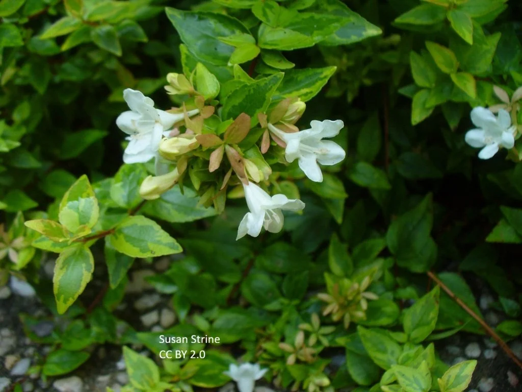 abelia_x_grandiflora Kaleidoscope_TbU6auPeAyaY.jpg