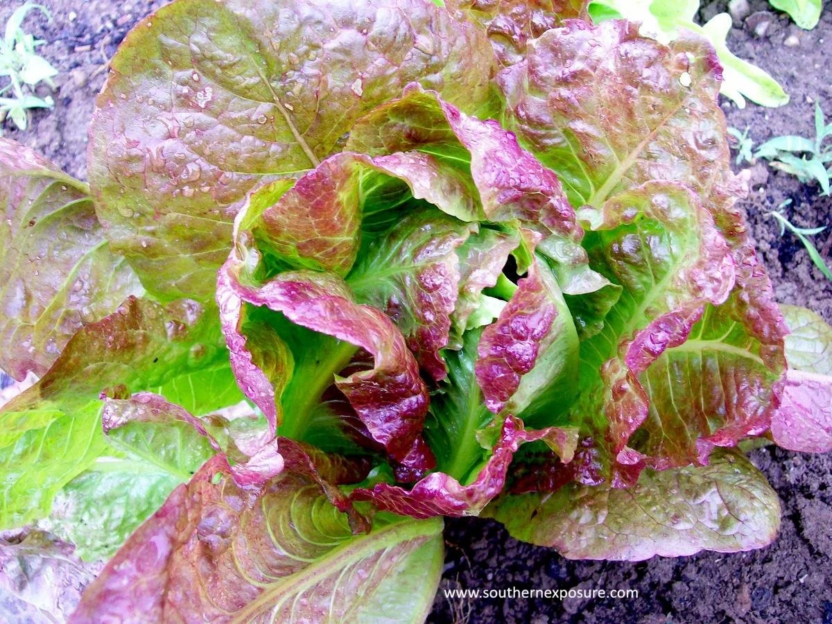 lettuce-romaine-sweet-valentine-af26c91d8eaa4e5bd5a41a953eb8db16.jpg