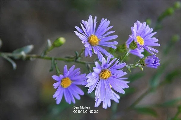 Symphyotrichum laeve (Smooth Blue Aster)