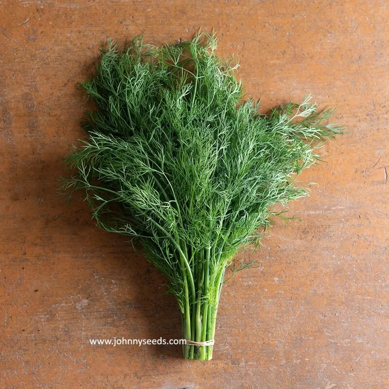 Dill, Thalia