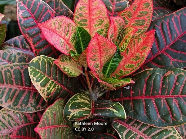 Croton Codiaeum variegatum Form Kathleen Moore CC BY 2.0.jpg