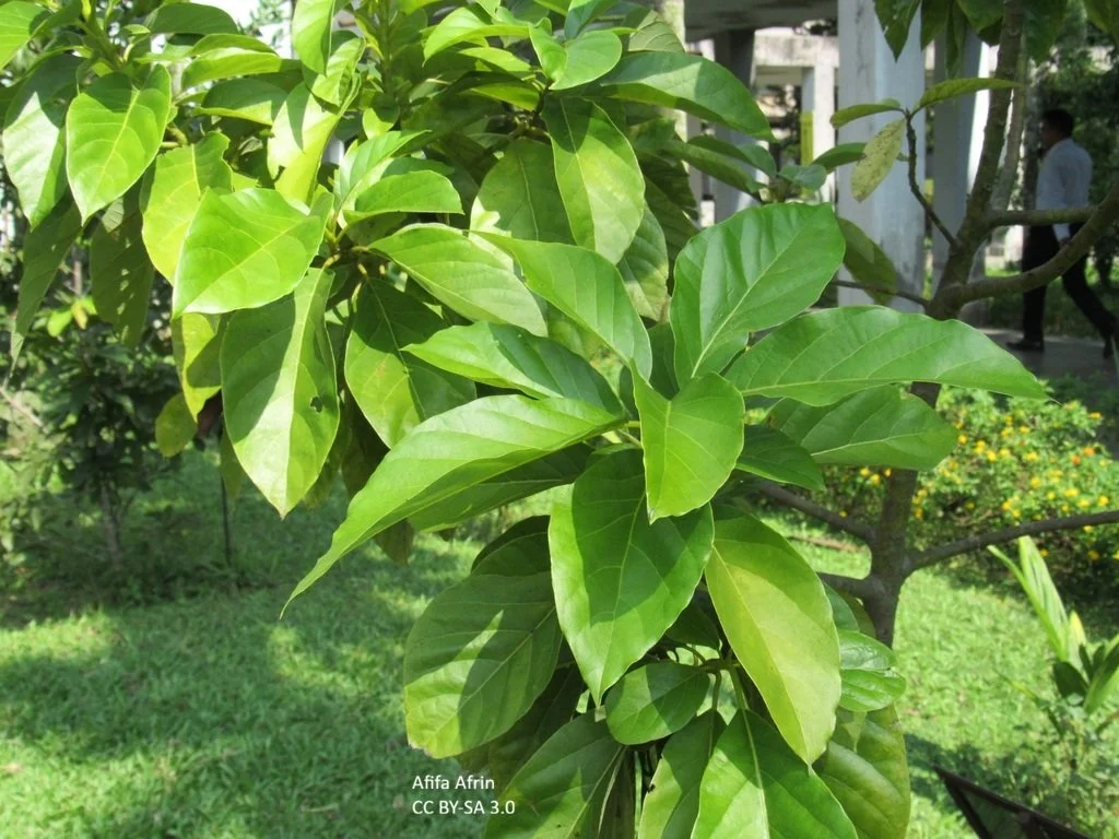Avocado (Persea americana)