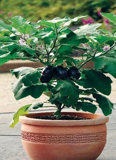 eggplant patio baby.jpg