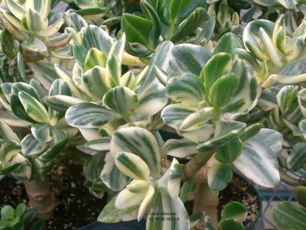 Variegated Jade (Crassula ovata 'Variegata')