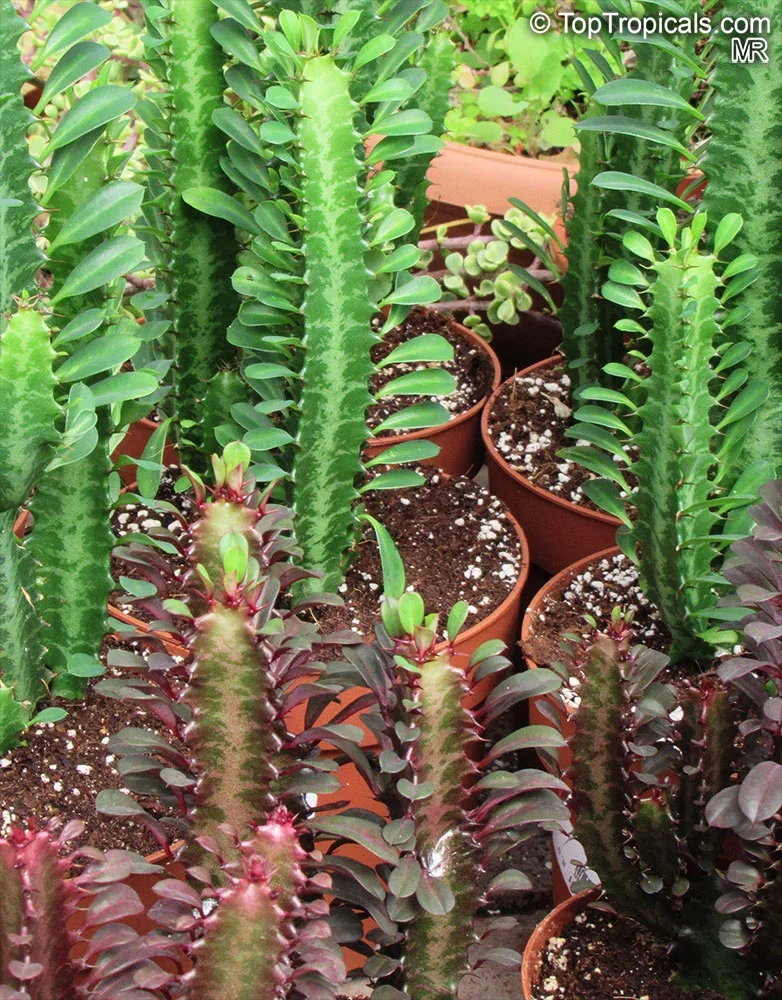 African Milk Tree (Euphorbia trigona)