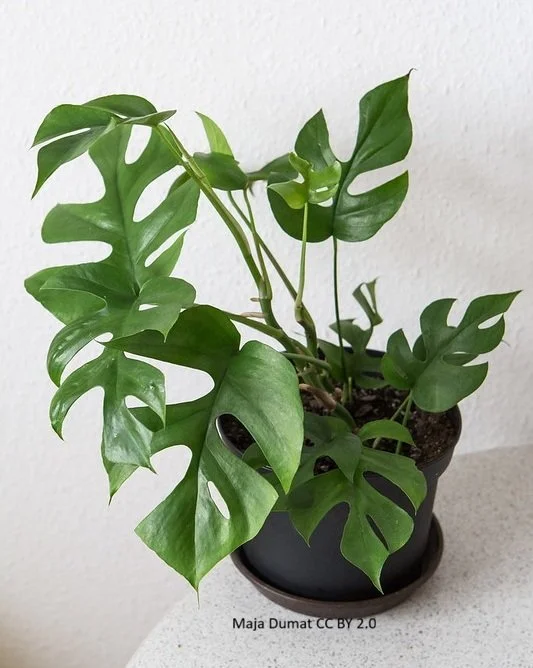 Mini Monstera (Rhaphidophora tetrasperma)