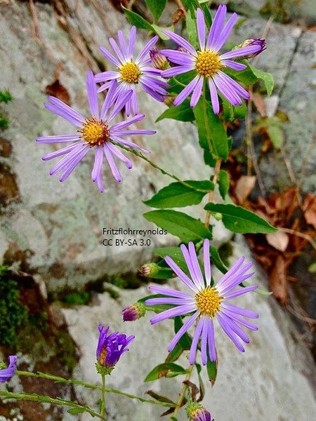Symphyotrichum patens Flowers Fritzflohrreynolds CC BY-SA 3.0.jpg