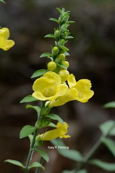 Aureolaria virginica (Downy Yellow False Foxglove)